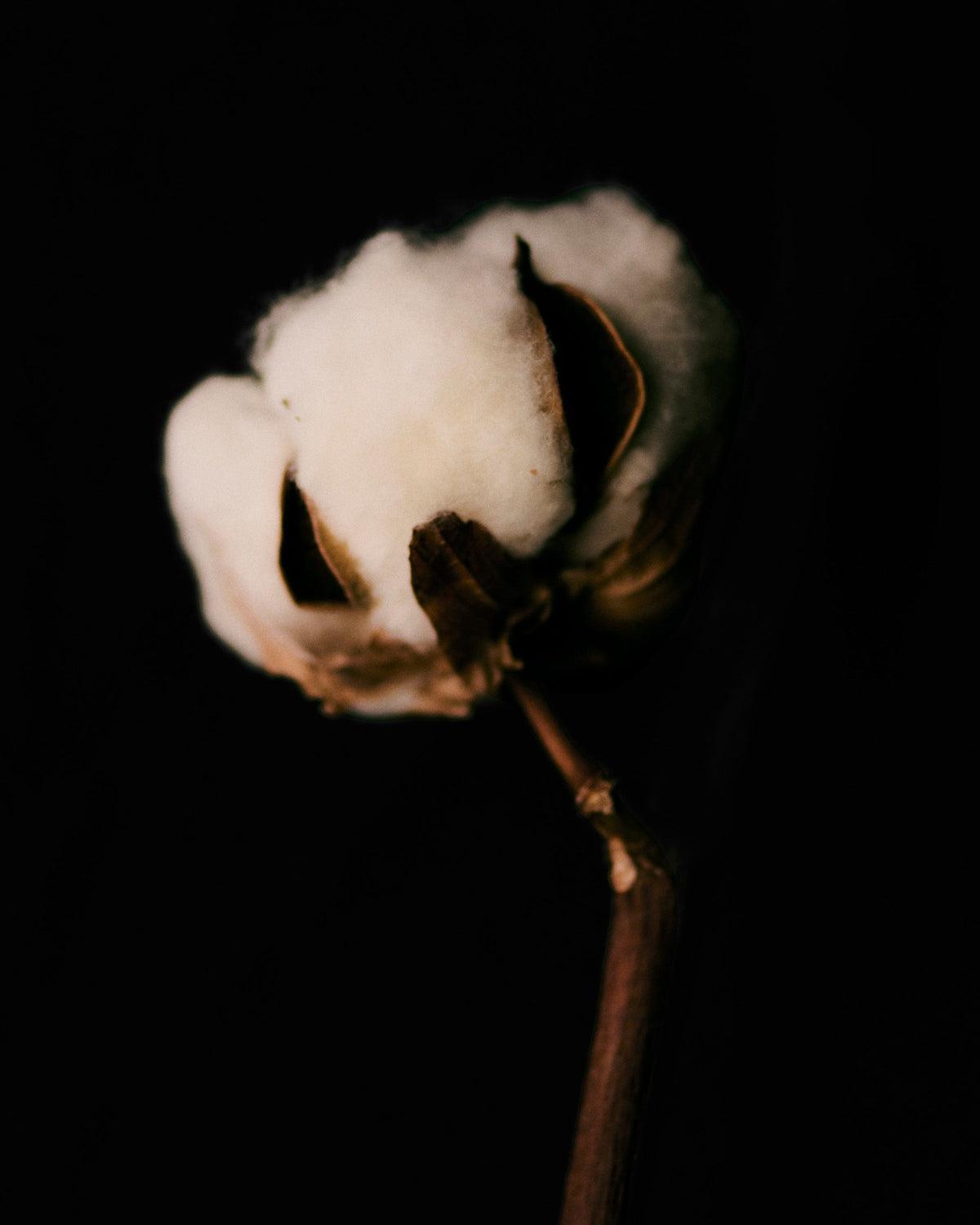 A single cotton boll (bulb).