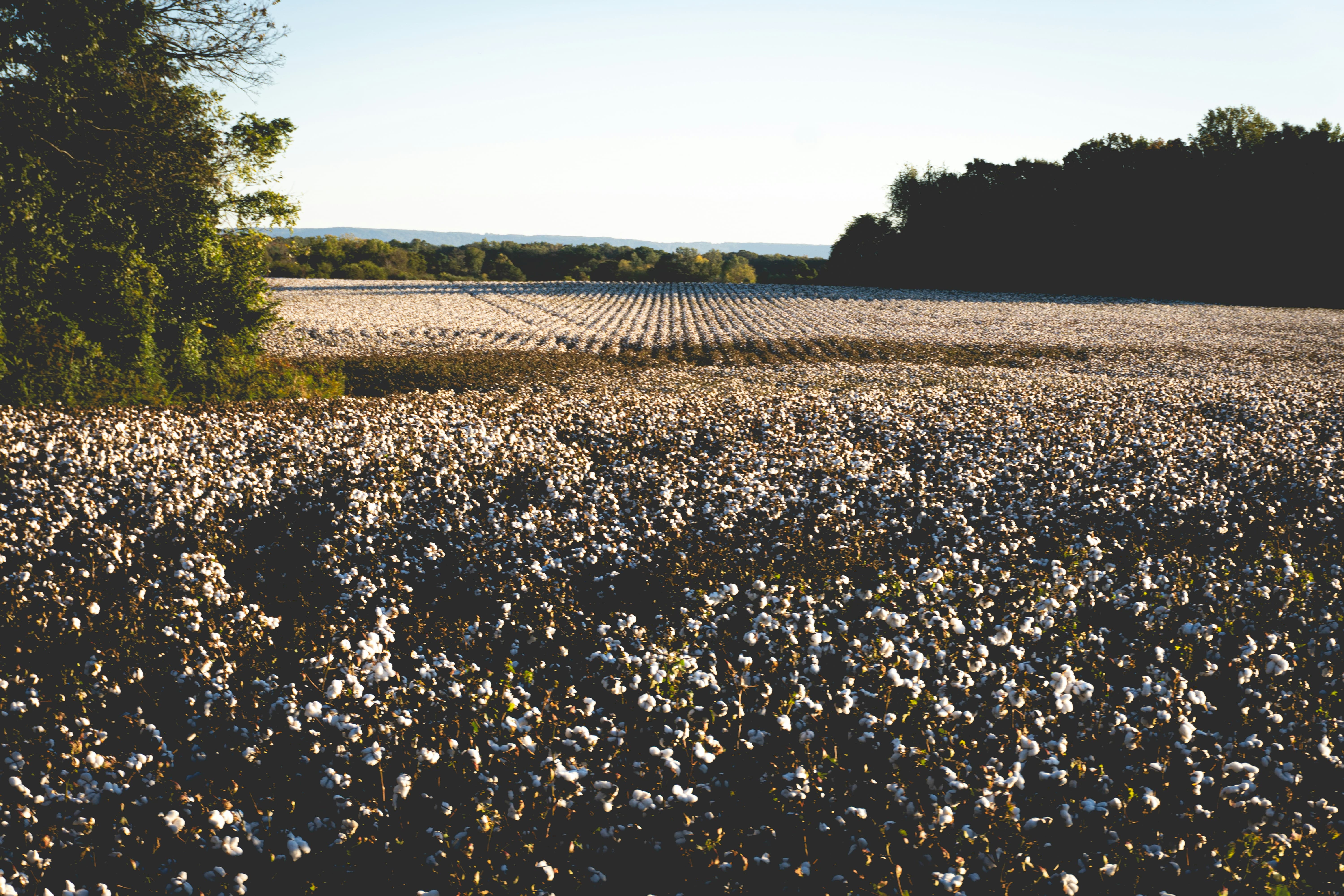 A cotton guide