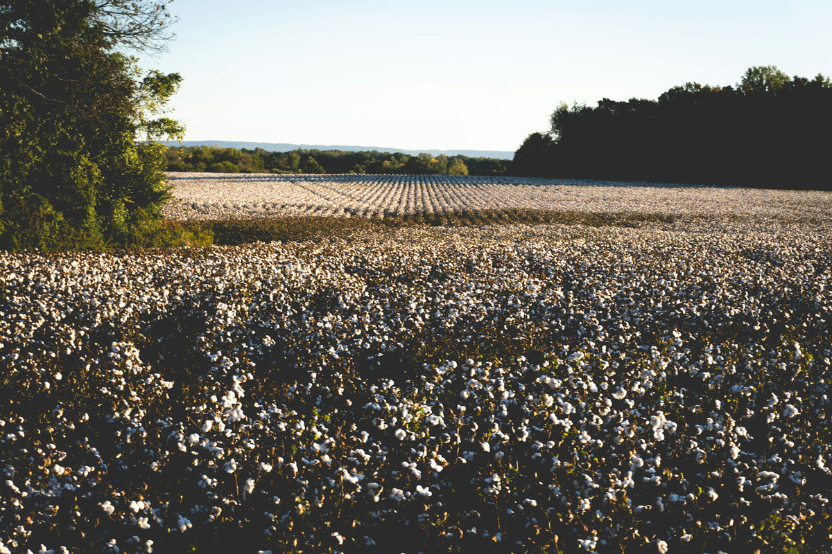 A cotton guide
